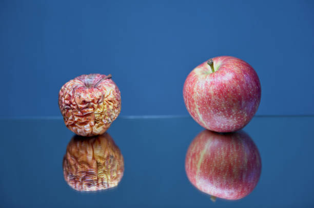 Wrinkled and fresh beautiful apples on a mirror surface with reflection. Age-related skin changes. Healthy lifestyle concept. Maintaining water balance in the body.