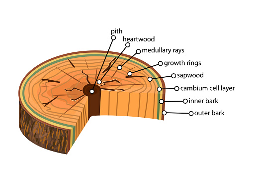 Structure of the slice of the tree layers in cross section. Tree trunk different layers scheme. Cross section of woody stems infographics. Education biology, dendrochronology poster, illustration. Stock vector