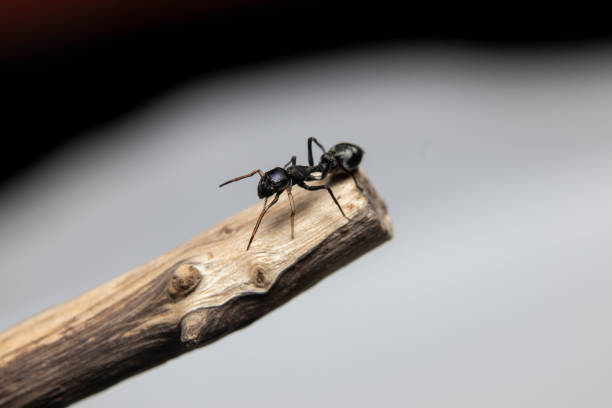istock Ant Mimicking Jumping Spider(Myrmarachne japonica) on a branch 1249376237