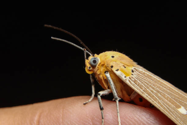 istock Asota Products moth on finger tips 1249376777