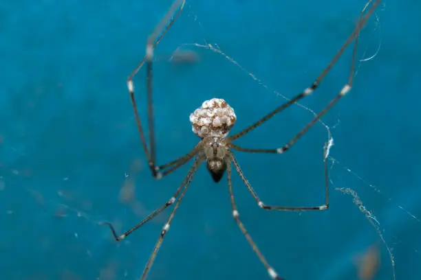 Photo of Cellar Spider or Daddy Long legs Spider on wall
