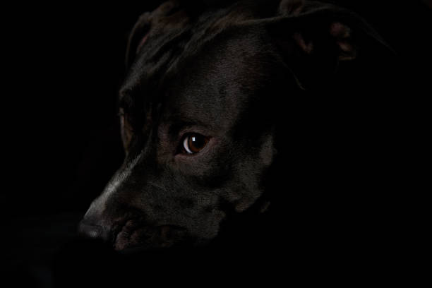 istock American pit bull terrier on dark background. Close up. 1249377428