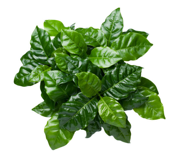 Green Coffee Leaves Isolated On White Background