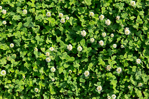 Green grass and clover background