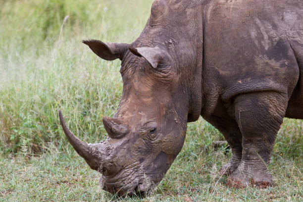 istock White muddy rhino eating grass 1249381553