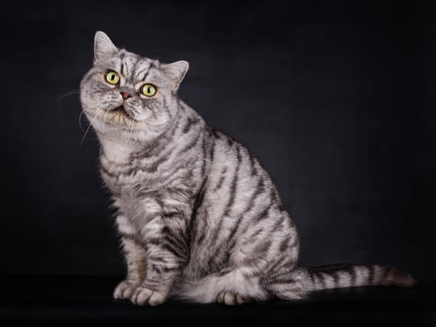 istock Silver Tabby British Shorthair TomCat on black 1249381761