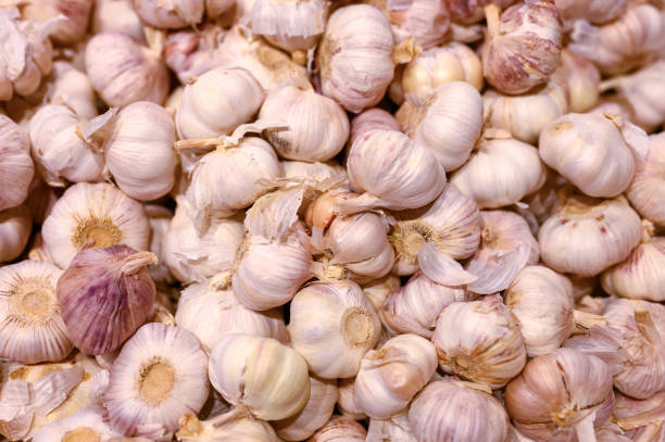 istock a pile of vegetables white garlic as background 1249382690