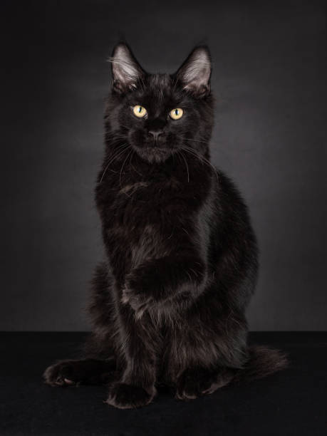 istock Black Maine Coon Cat on black 1249382849