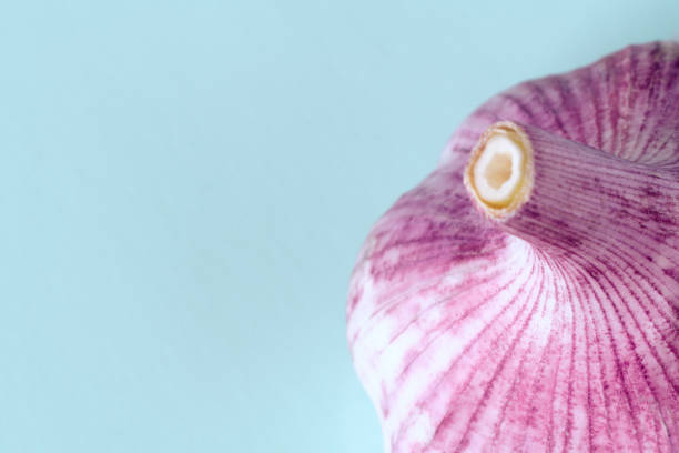 istock one head of garlic on blue background 1249382887