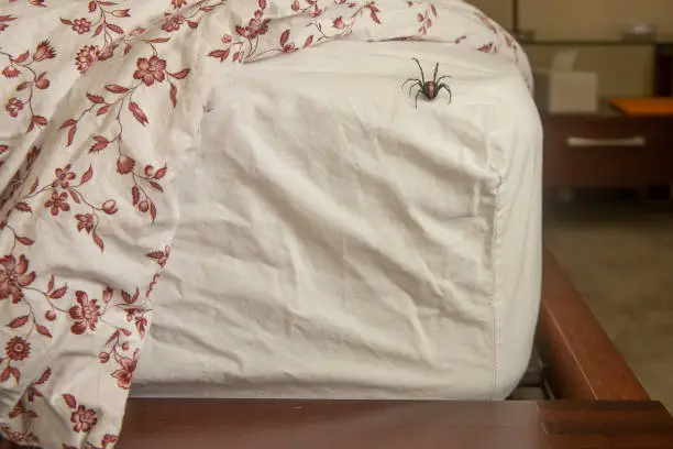 Photo of Blackwidow spider on bed