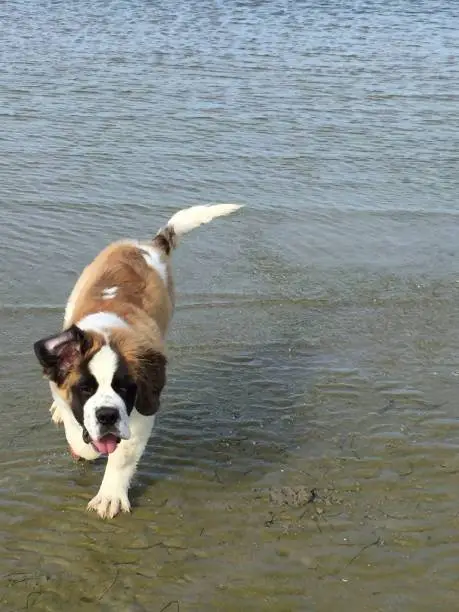 The Saint Bernard puppy is running at the beach.