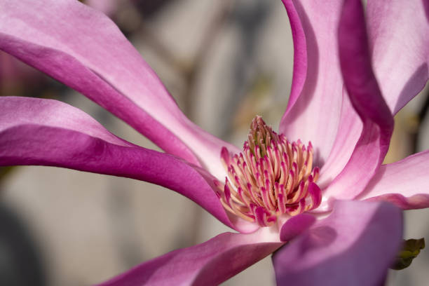 Tulip magnolia (Magnolia liliiflora) Tulip magnolia (Magnolia liliiflora), close up image of the flower head jane magnolia stock pictures, royalty-free photos & images