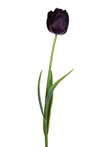 Detailed view of a black /dark purple tulip with stem and leaves . Isolated on white background.