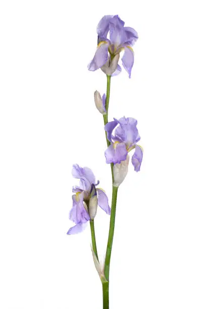 Detailed view of a light purple Iris germanica / bearded iris. Isolated on white background.