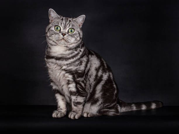 British Shorthair Cat with green eyes on black