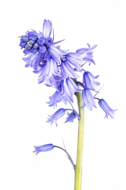 Flowers of the Blue Spanish bluebell (Hyacinthoides hispanica), isolated on a white background