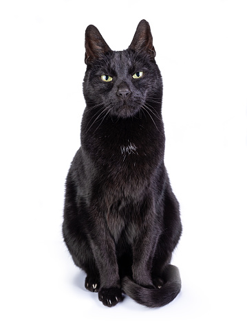 Black cat facing front and looking with yellow frowned eyes into the camera. Isolated on a white background.