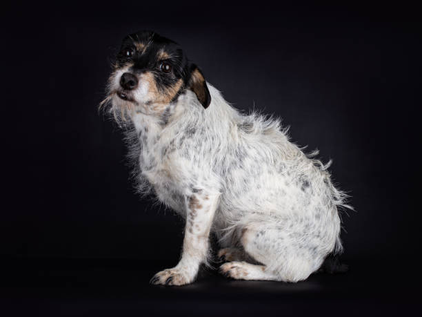 Rough Coated Jack Russell sitting, on black