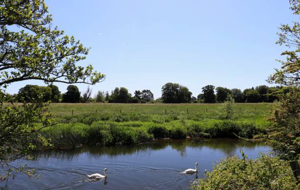 istock Swans on the Stour 1249387827