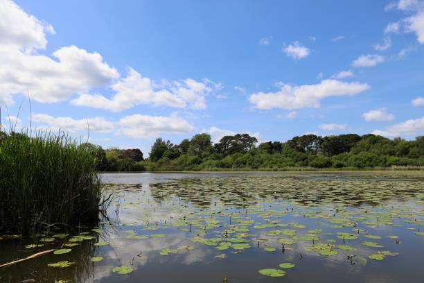 istock Lily Pads on the Lake 1249389111
