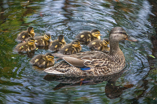 A mallard duck mom goes on a little family outing.