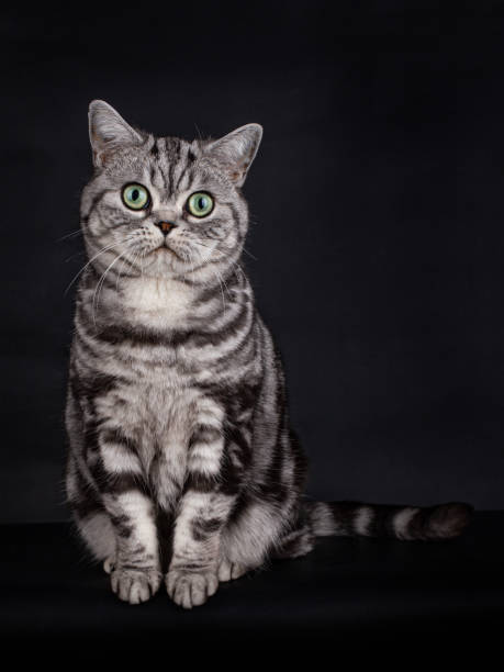 istock British Shorthair Cat with green eyes on black 1249389282