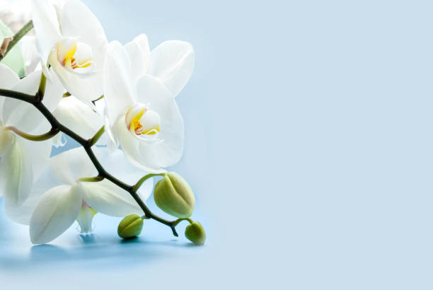 istock White orchid, flowering stalk close-up. Daylight, light background. Place for text. 1249389358