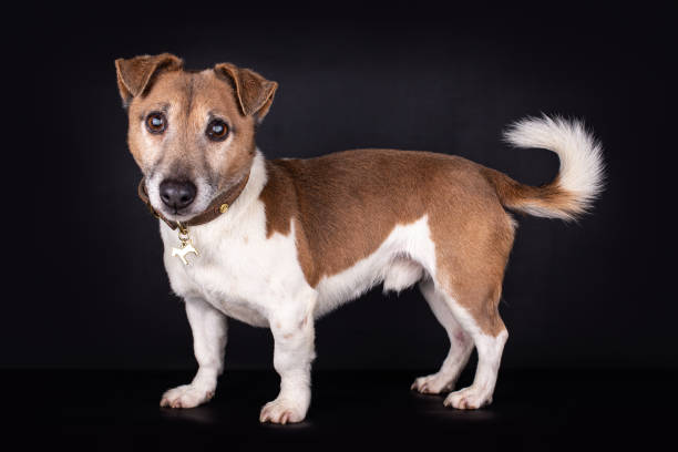 standing Flat coated blind Jack Russell on black