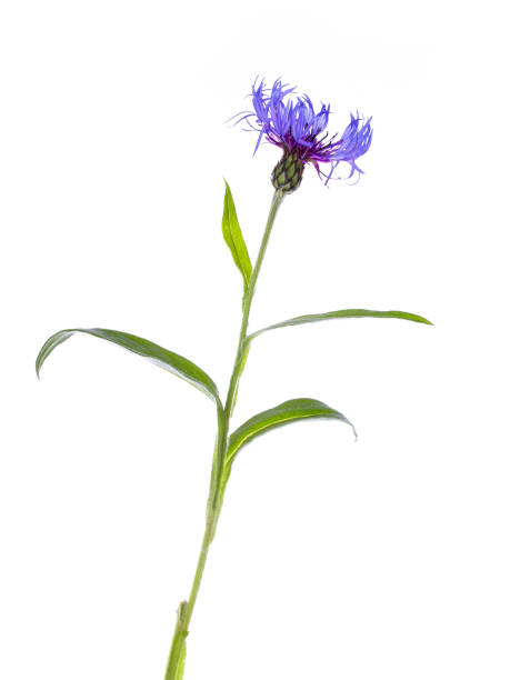 istock Blue Cornflower with green leaves on white 1249389691