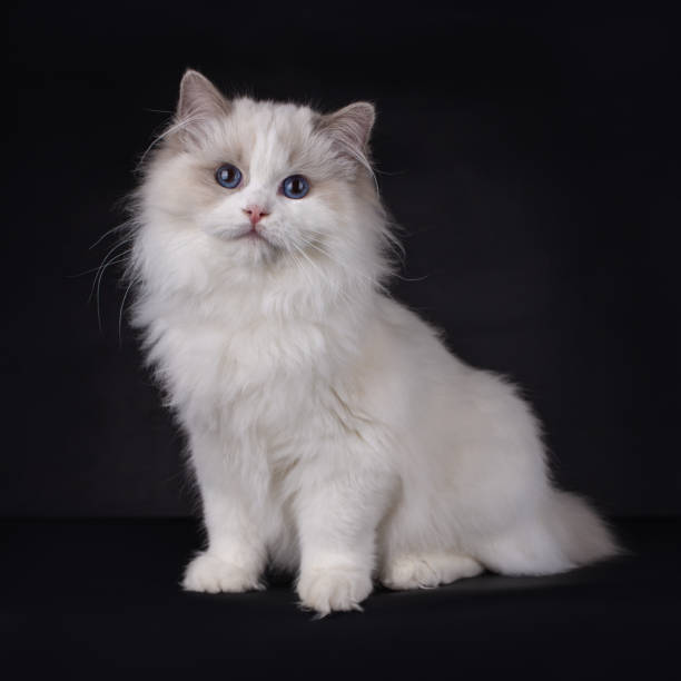 istock Portrait of a ragdol kitten on black 1249390444