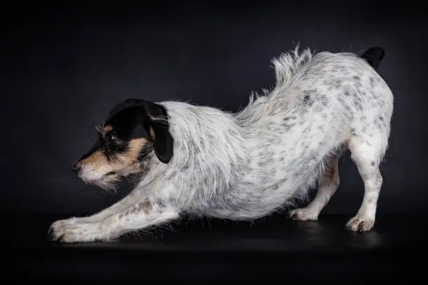 Photo of Rough Coated Jack Russell stretching, on black