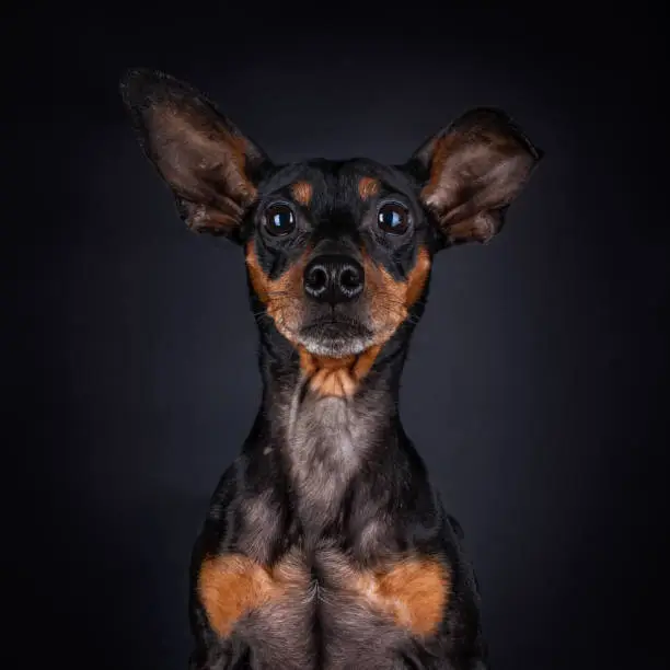 Photo of Portrait of a Miniature Pinscher on black