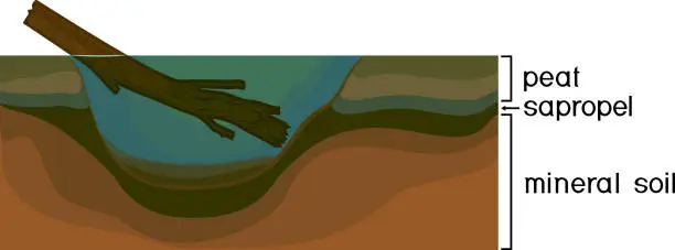 Vector illustration of Sapropel and peat in nature. Structure of pond and marsh with bottom sediments