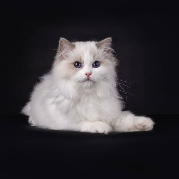 istock Portrait of a ragdol kitten on black 1249391505
