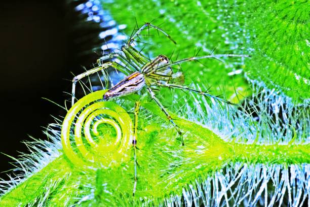 aranha em ramo verde espiral peludo. - 7603 - fotografias e filmes do acervo