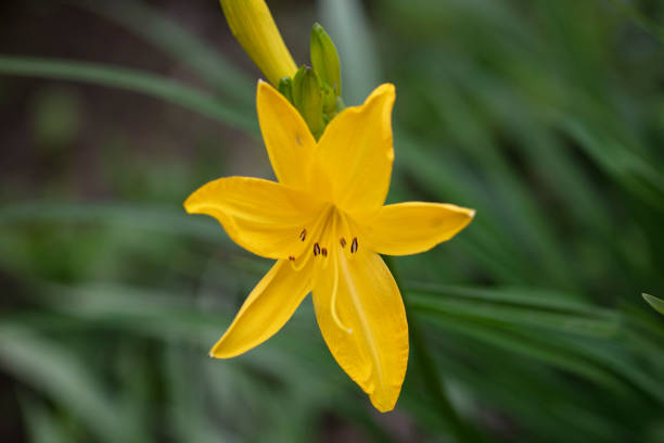istock Yellow flowers in summer 1249392812