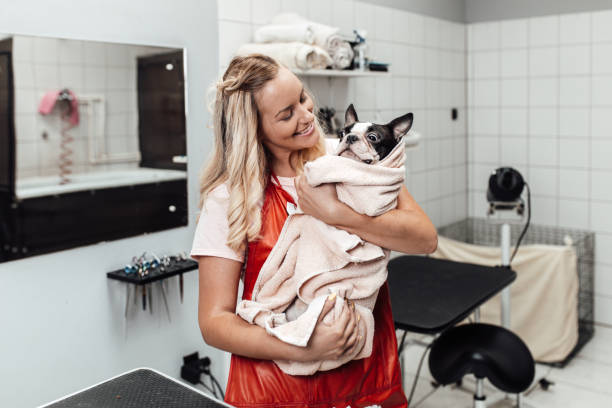 istock Maltese dog getting groomed 1249393178