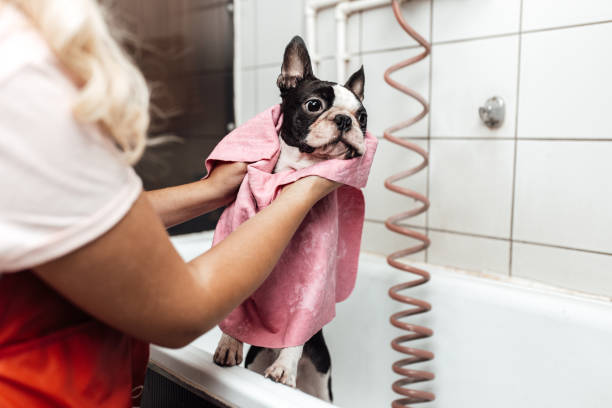istock Maltese dog getting groomed 1249393186