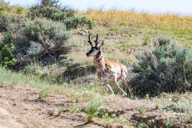 Antelope - Male Pronghorn in high desert sage running