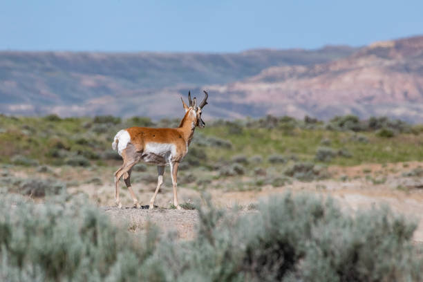 istock Antelope running in Wyoming high mountain desert 1249395782