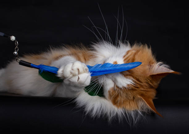 istock Red and white Maine Coon on black 1249395869
