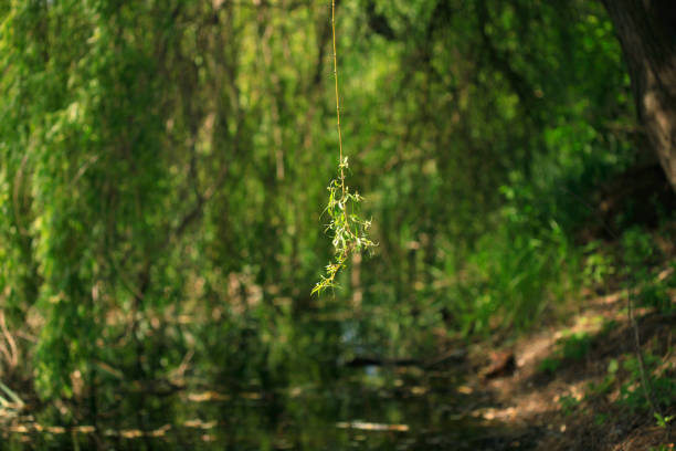 foxtail