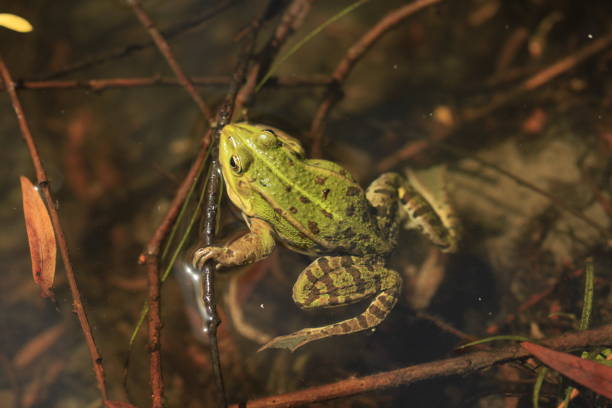 istock Green frog sitting in lake 1249396225