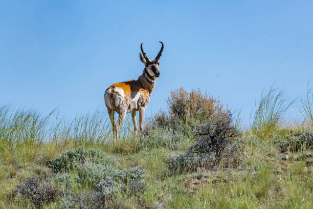 istock Antelope in Wyoming high mountain desert hilltop 1249397334