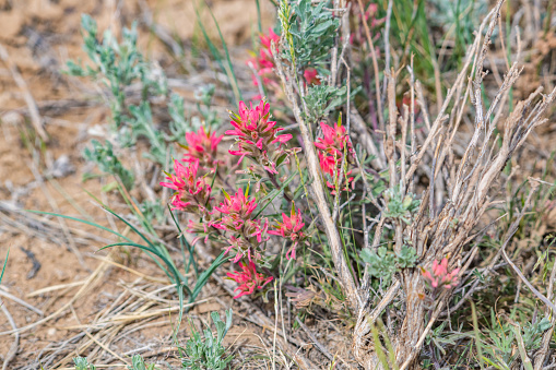 Red wildflowers in the desert of the wild west.