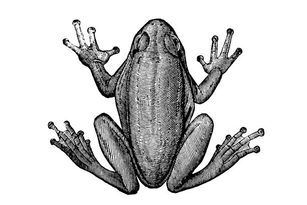 Old illustration of a tree frog Illustration taken from an old book representing exotic animals frog stock illustrations