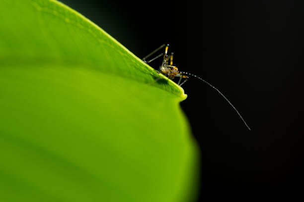 istock Cute little baby grasshopper, on a green leaf 1249397585
