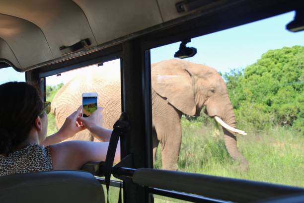 kobieta fotografuje słonia z jeepa safari. republika południowej afryki. - addo south africa southern africa africa zdjęcia i obrazy z banku zdjęć