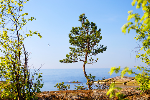 Pine on a granite seashore in focus. Background with a flying bird blurred.