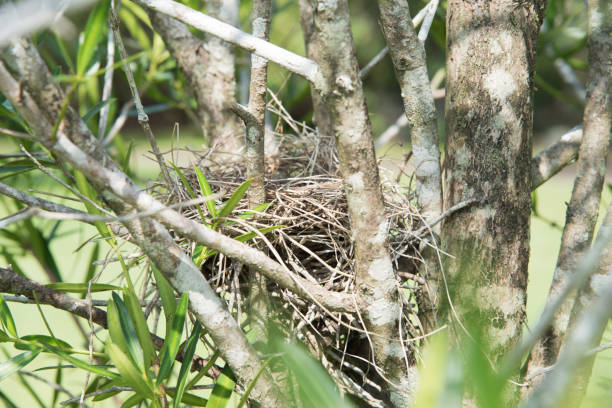 istock Bird's Nest in the NT 1249399481